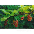 Schisandra chinensis extract